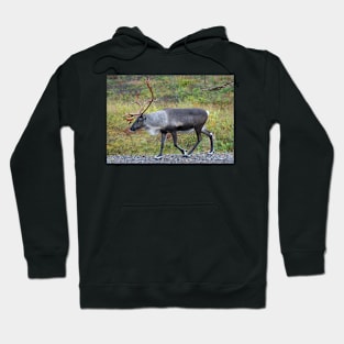 Santa Claus Reindeer Hoodie